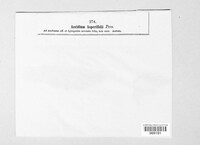 Puccinia recondita image